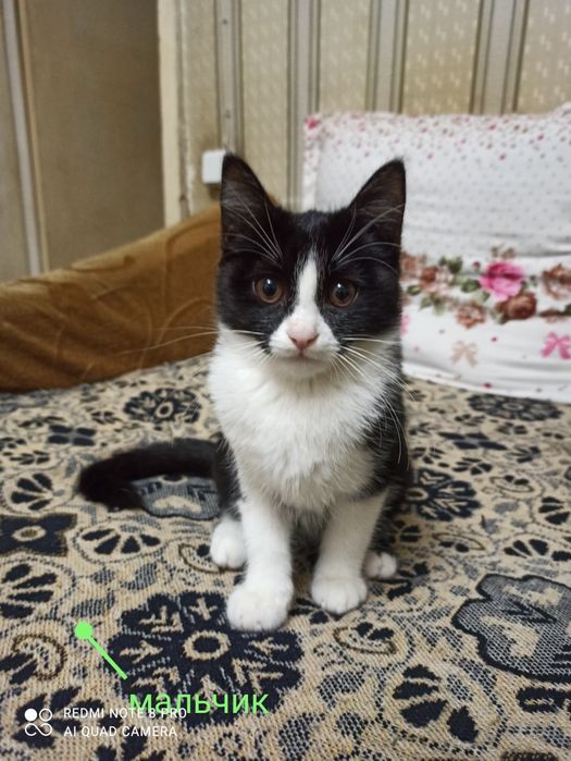 Срочно отдам котят в хорошие руки.