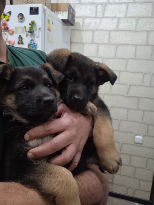 Продаются щенки немецкие овчарки