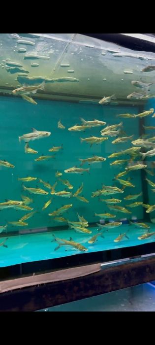 Xishnik siyamski akula