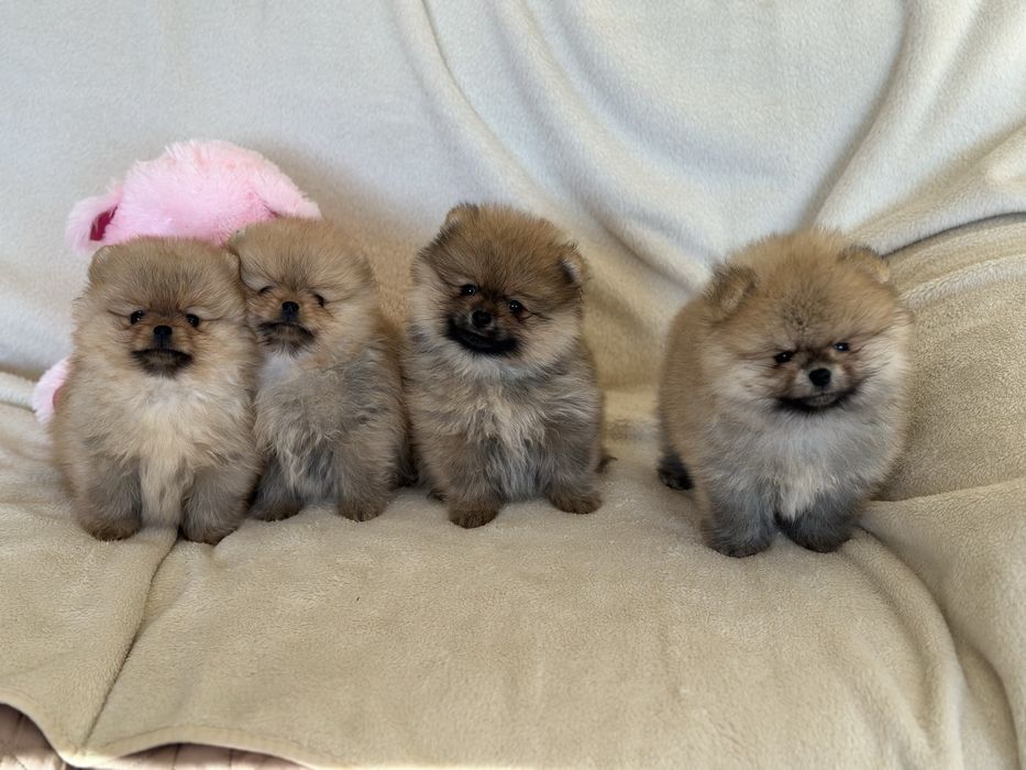 Чистокръвни Померанчета Момчета и Момиче