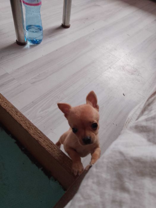 Кучета мини пинчер