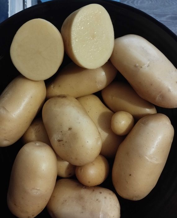 Предлагам пресни картофи сорт Елфе