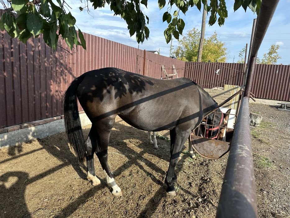 В продаже кобылка орловская рысачка возраст 2.8