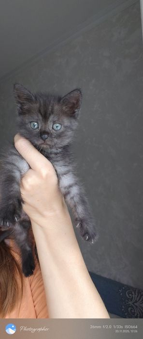 Девочки котята прелесть