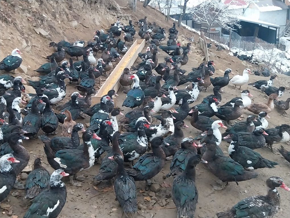 Rațe mute de vânzare tinere de anul acesta