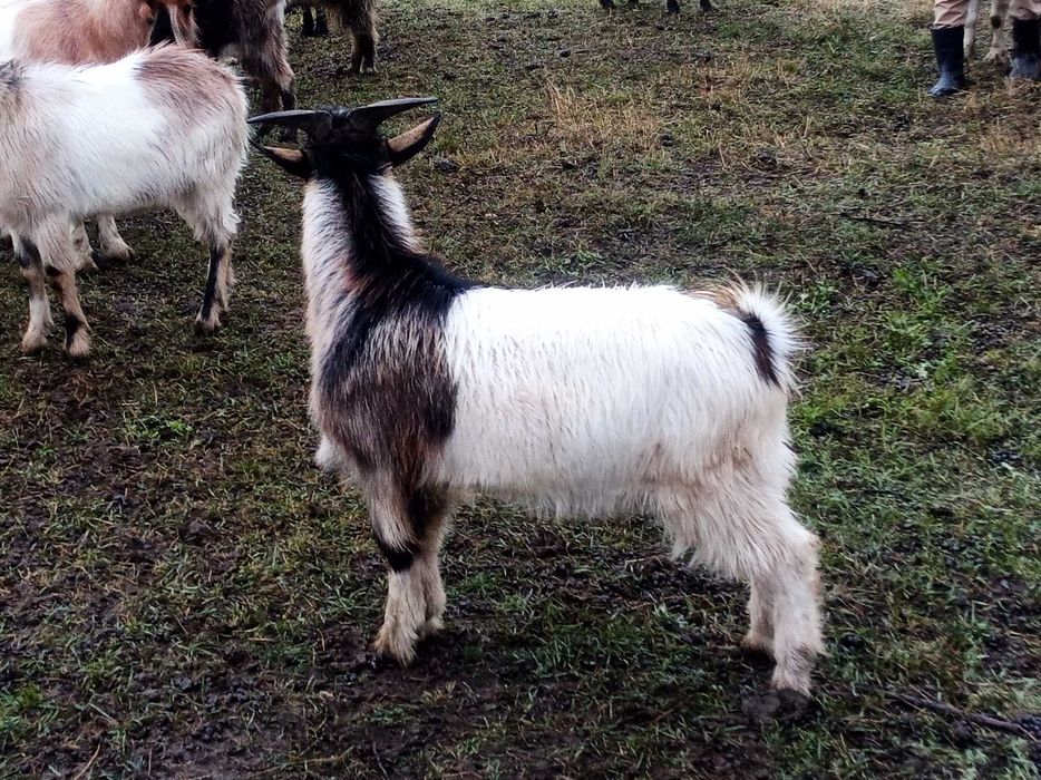 Țapi frumoși de vânzare