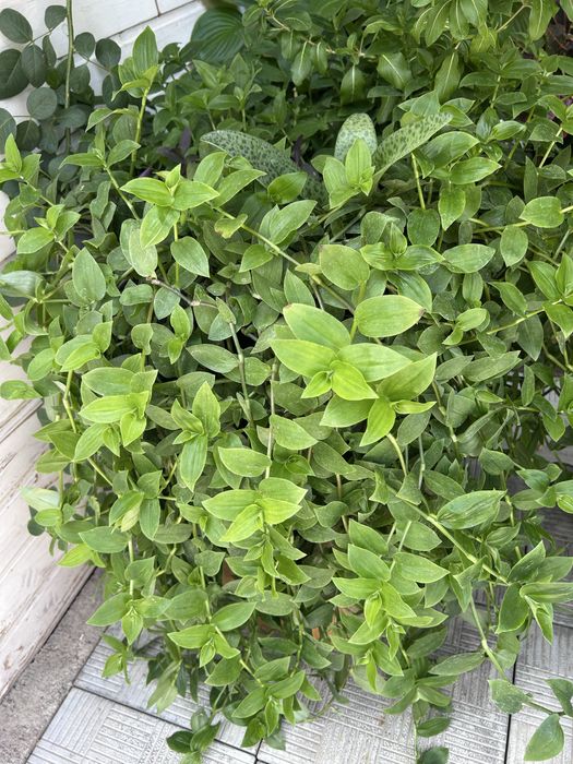 Продам традесканцию — очень большой комнатный цветок