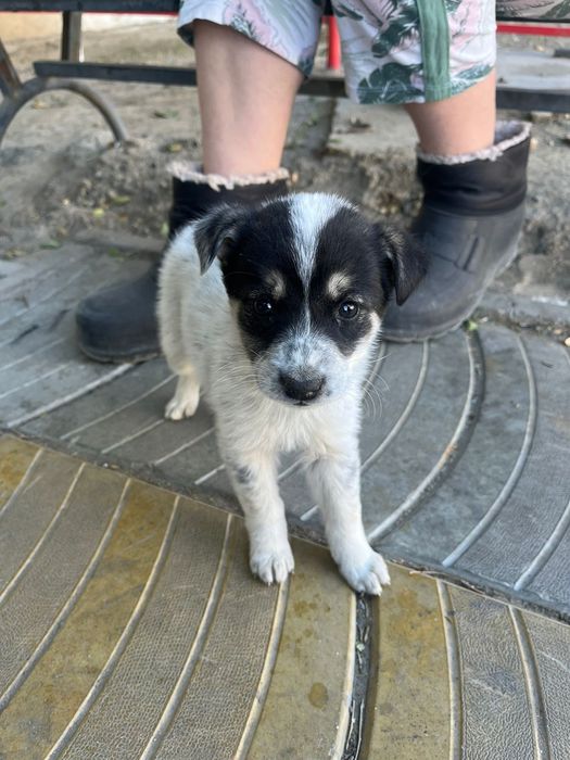 В самые добрые и ответсвенные руки