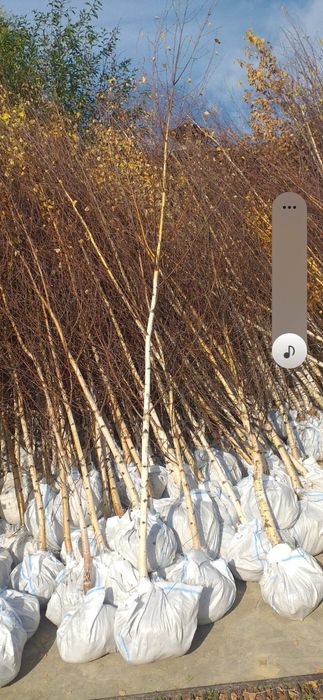 Vând platani mesteacăn