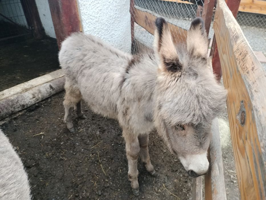 Măgărița cu pui de doua luni