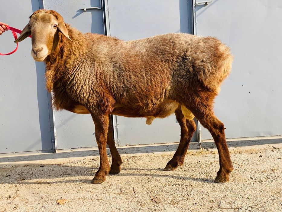 Кучкор сотилади!