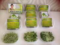 продам микрозелень , семена микрозелени