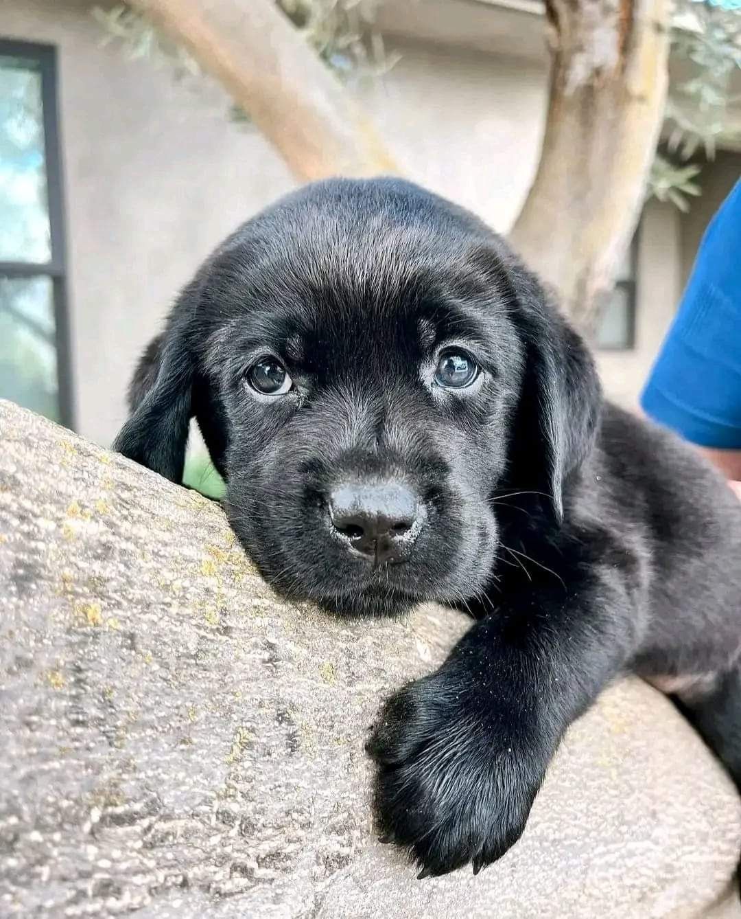Labrador retriever negru