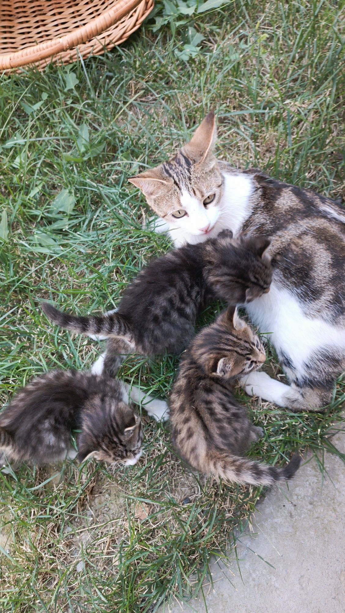 Отдам в хорошие руки домашних котят.