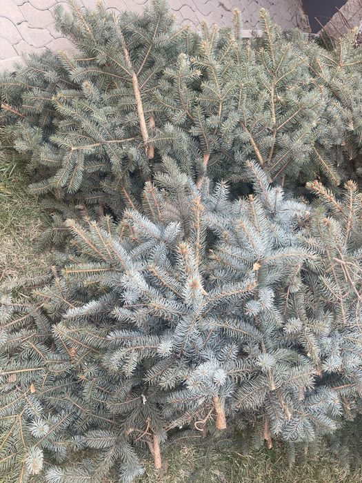 Ветви голубой ели, отдам бесплатно