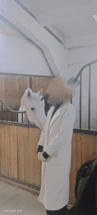 Palto, rimenti bor, katushka boʻlmaydi