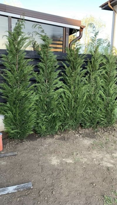 Plante ornamentale de orice soi