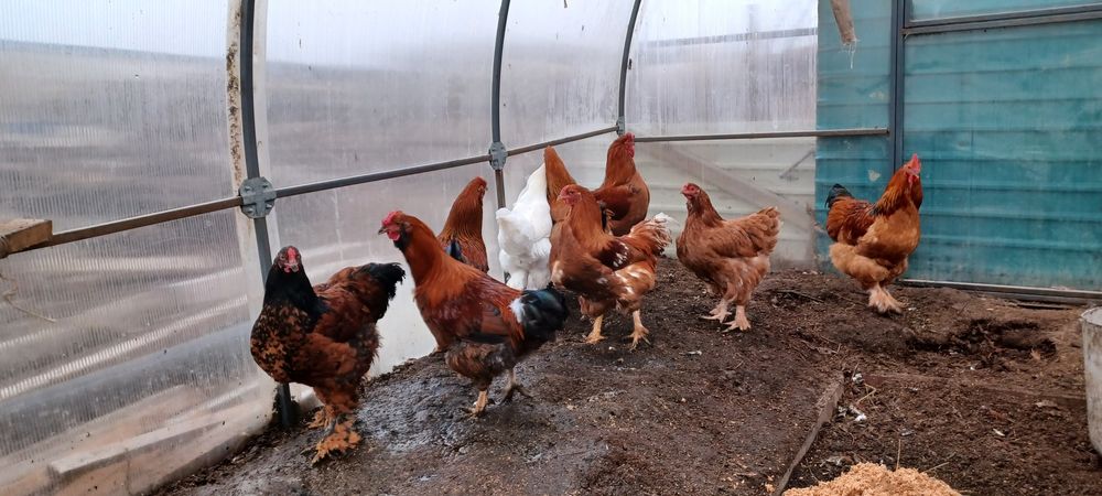 Продам молодых петушков брама