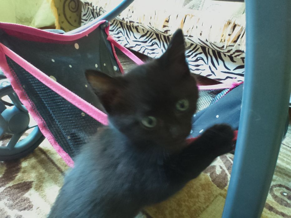 Отдам в хорошие руки на выбор есть 3 котенка все мальчики