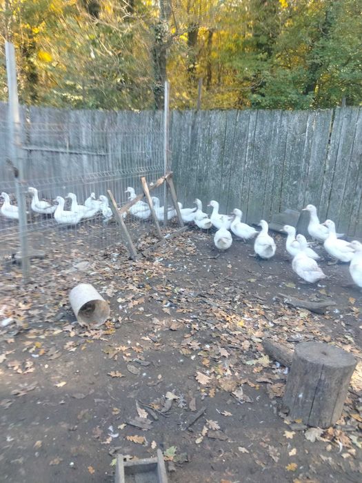 Vand Rate Murland, greutate intre 4 si 5 kg