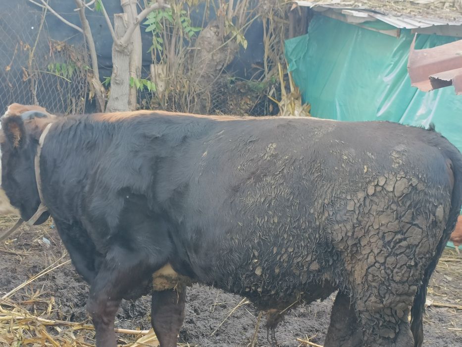 Taur  vanzare 7 luni