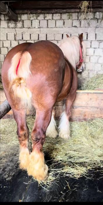 Vand o iapa semi grea romaneasc