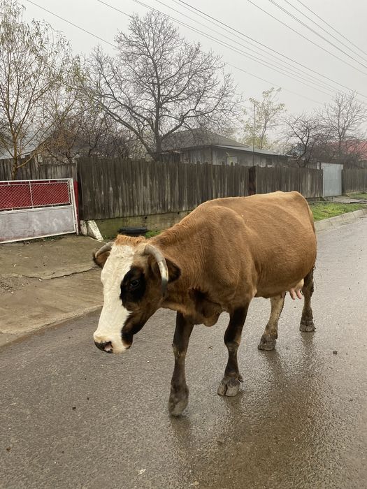 Vaca baltata romaneasca