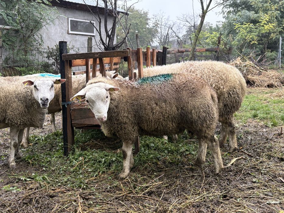Vand berbecut texel