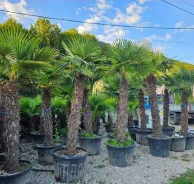 Plante Ornamentale de Calitate, Direct de la Producător