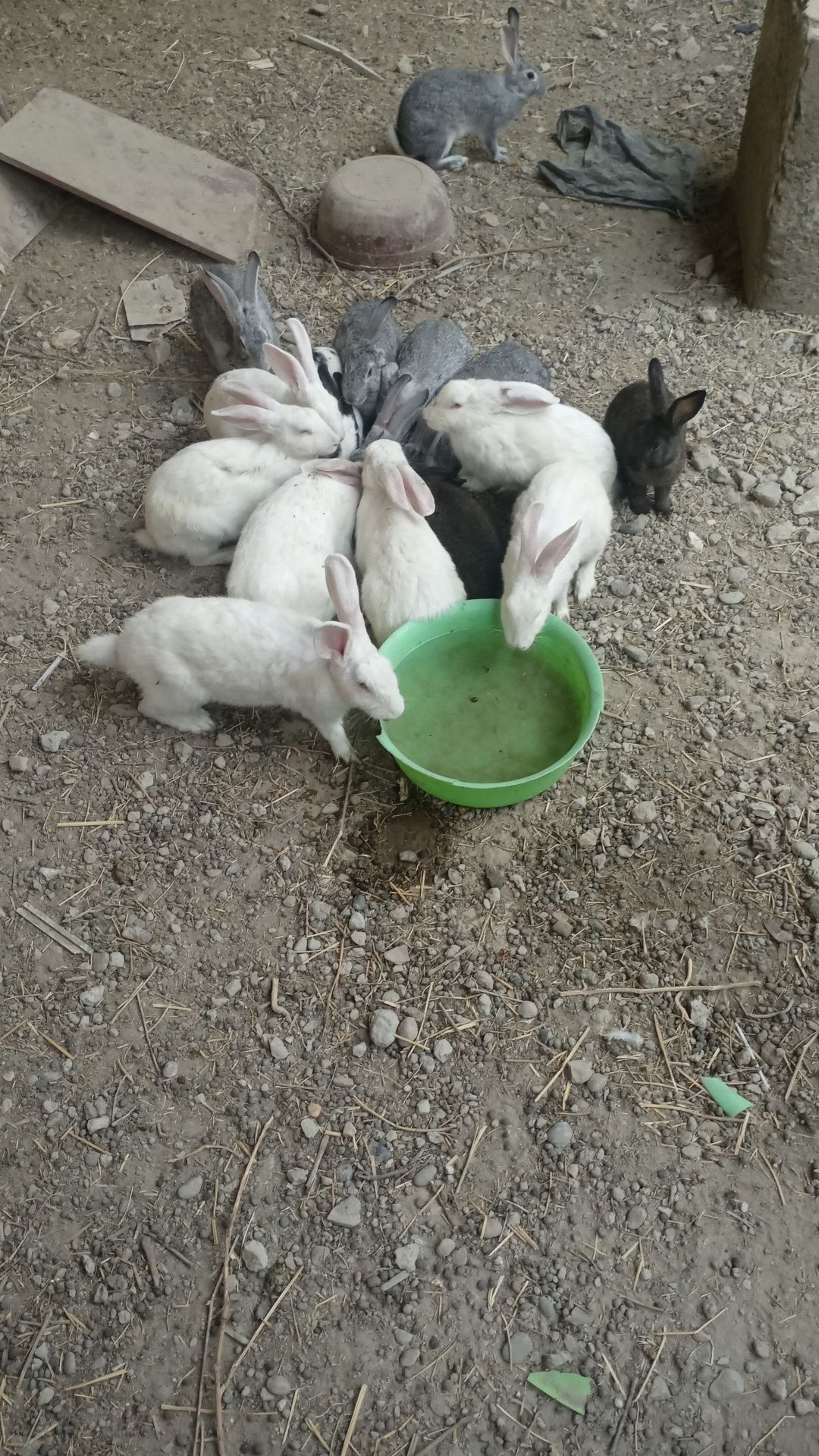 Quyonlar sotiladi narxini kelishamiz