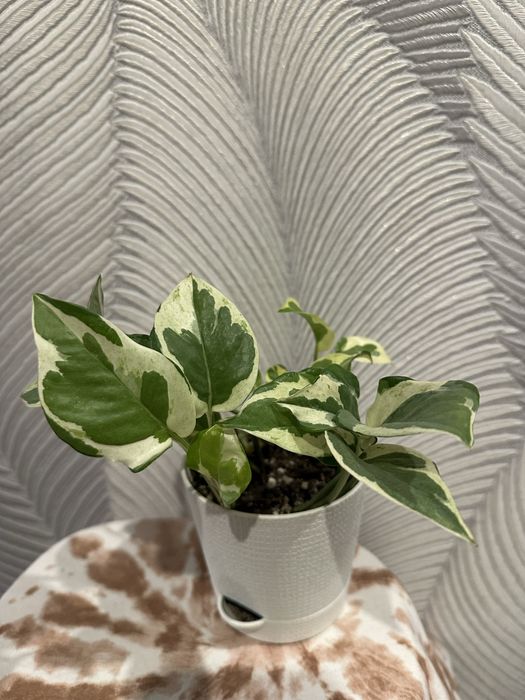 Эпипремнум годзилла и золотистый