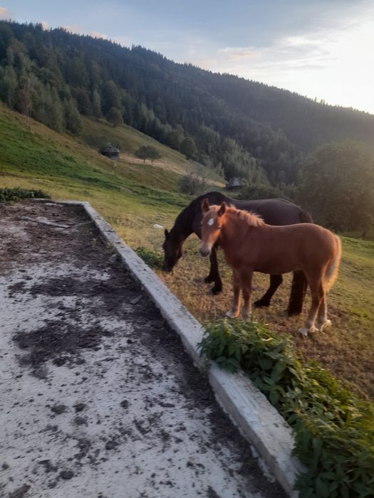 Vand iapa cu manz