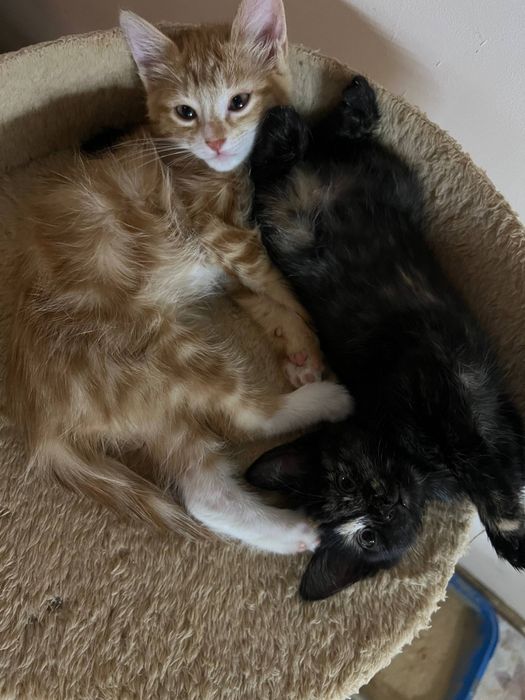 Котята даром в добрые руки