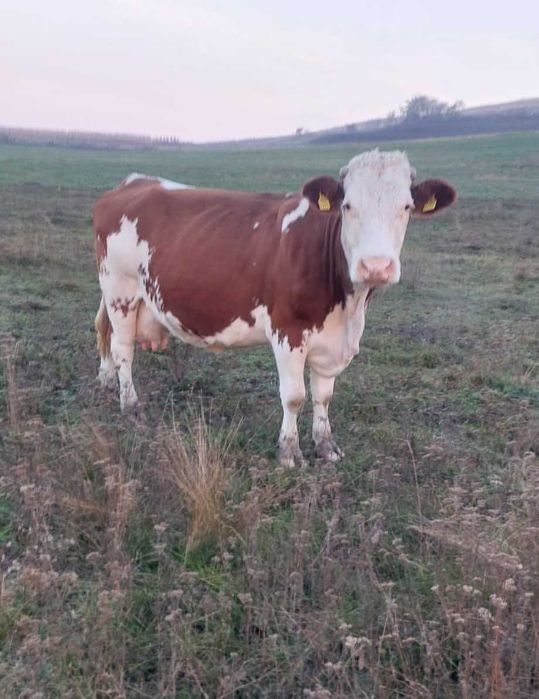 Vacă balțată românească