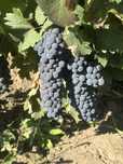 Struguri Merlot amestec cu Feteasca