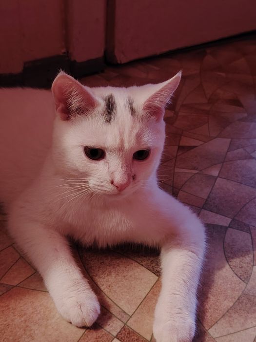 Белый мальчик корниш