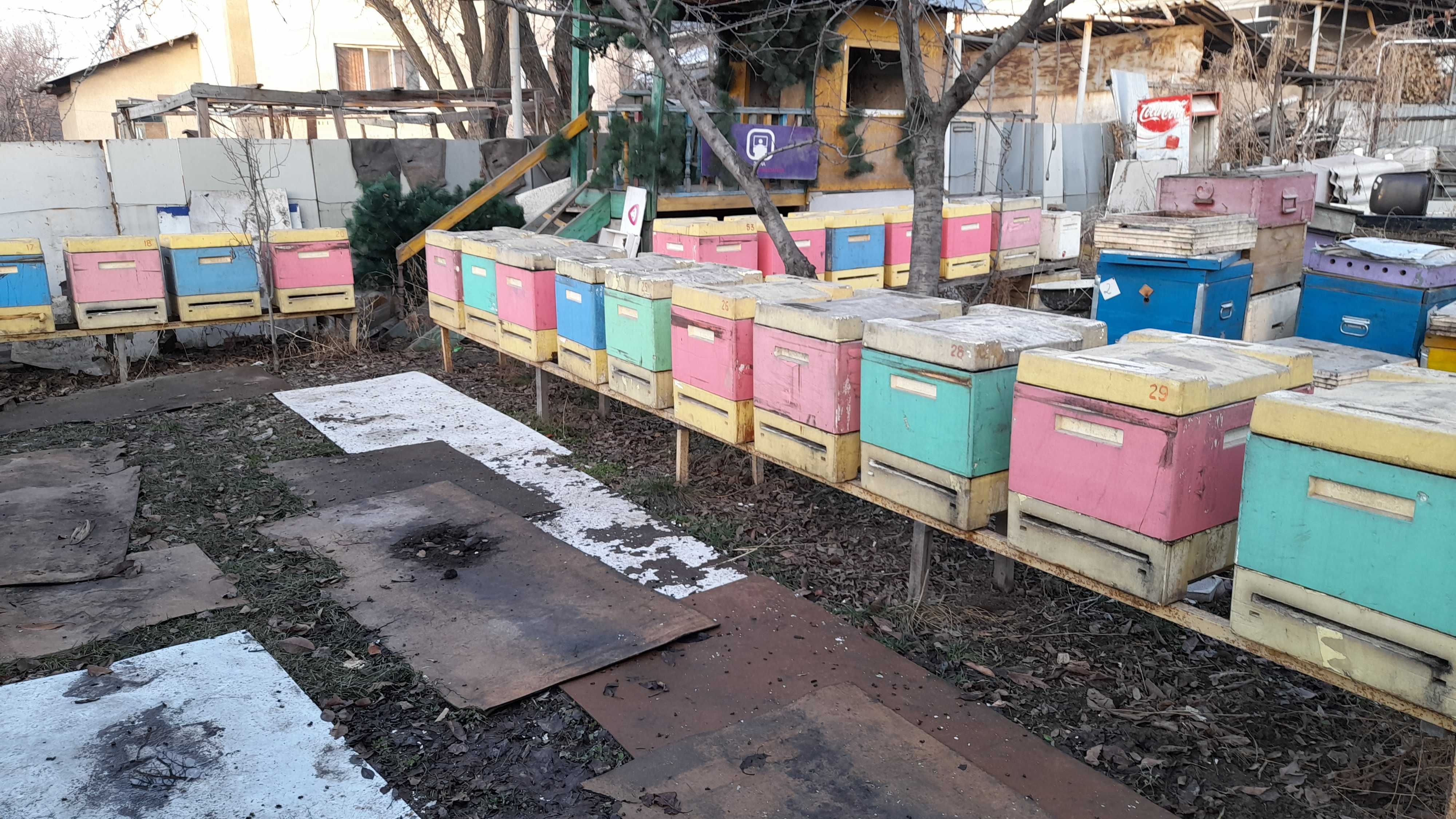 Продам Пчела-семьи