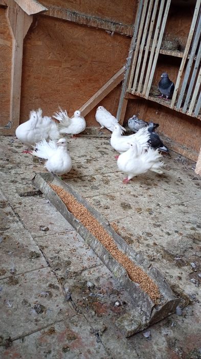 Vând porumbei curcanari