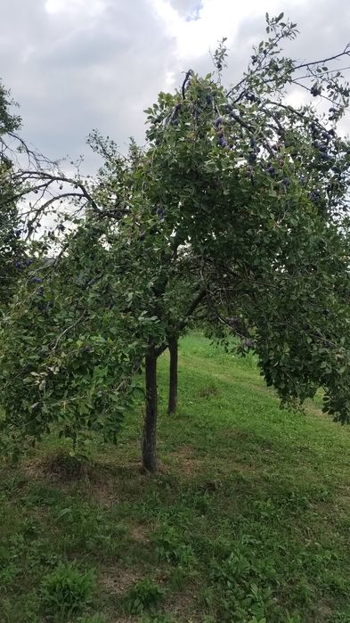 Prune pt palinca