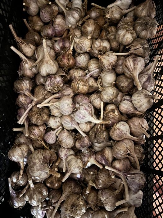 Продам домашний озимый чеснок