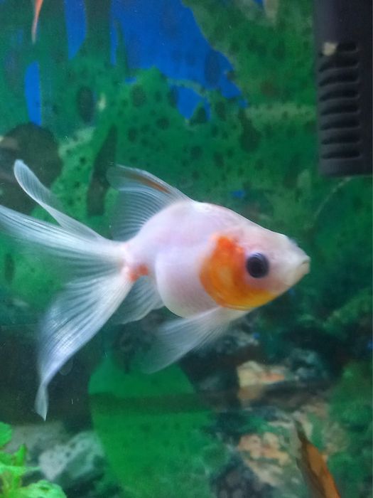 Baliq sotilad so'glom