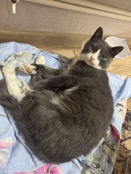 Отдам кошку в добрые руки