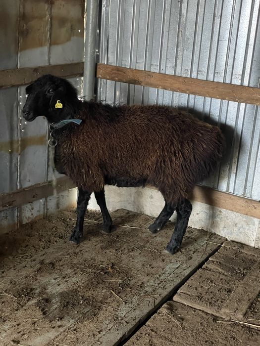 кой сатылады 110000