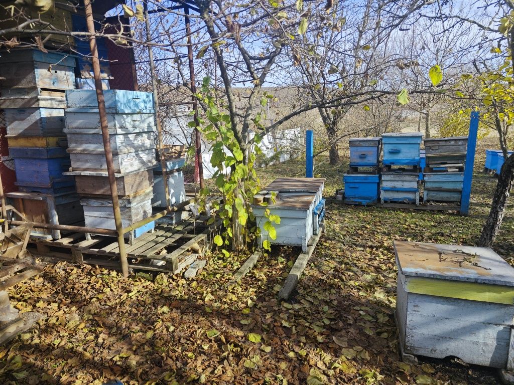 Стари пчелни кошери
