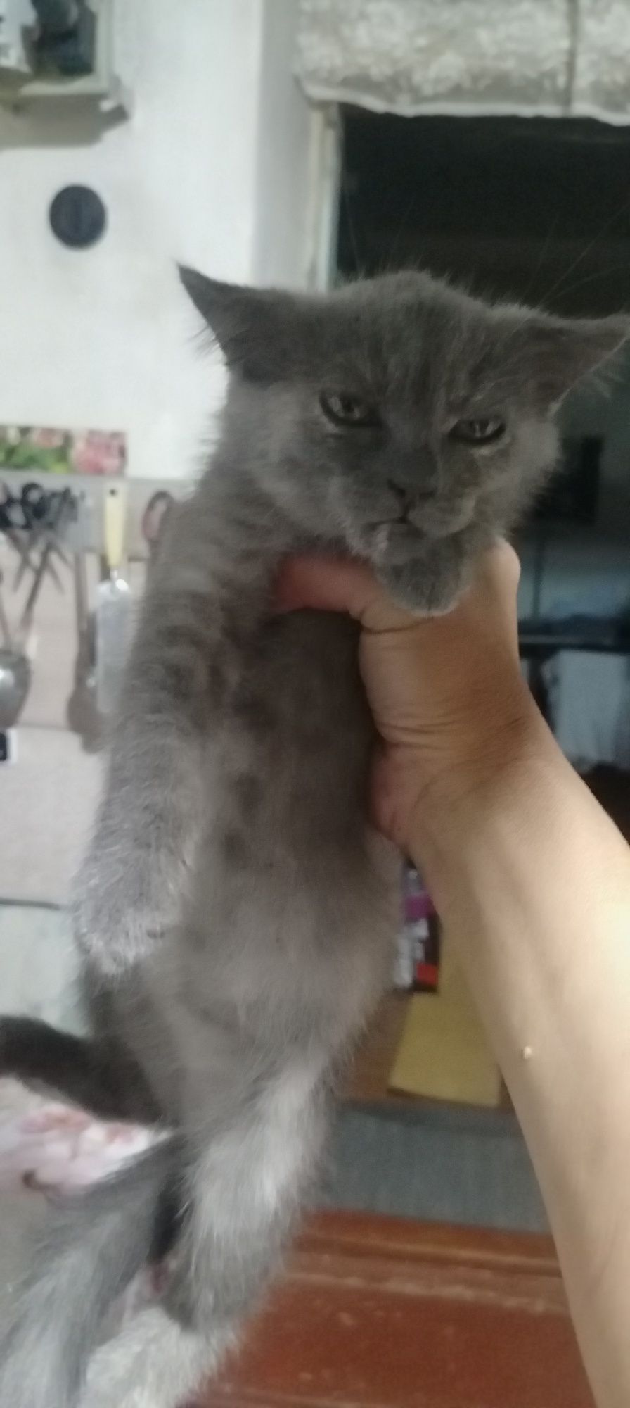 Продам породистых котят вислоушек