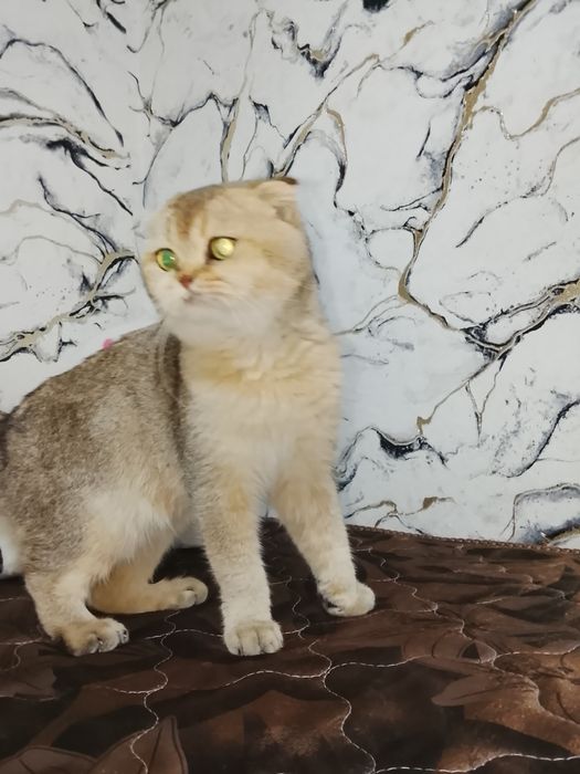 Mushug sotiladi ovqat tallamid?? 7 oylik 70000