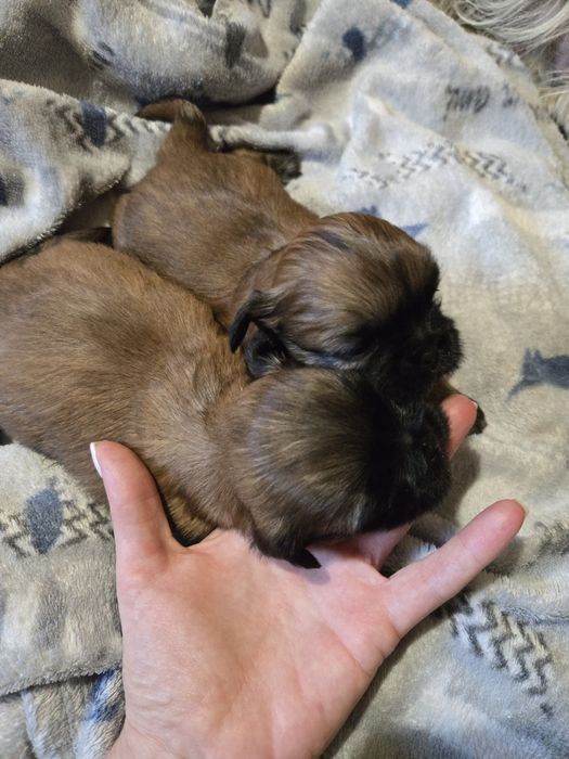 Ши тцу shi tzu shihtzu