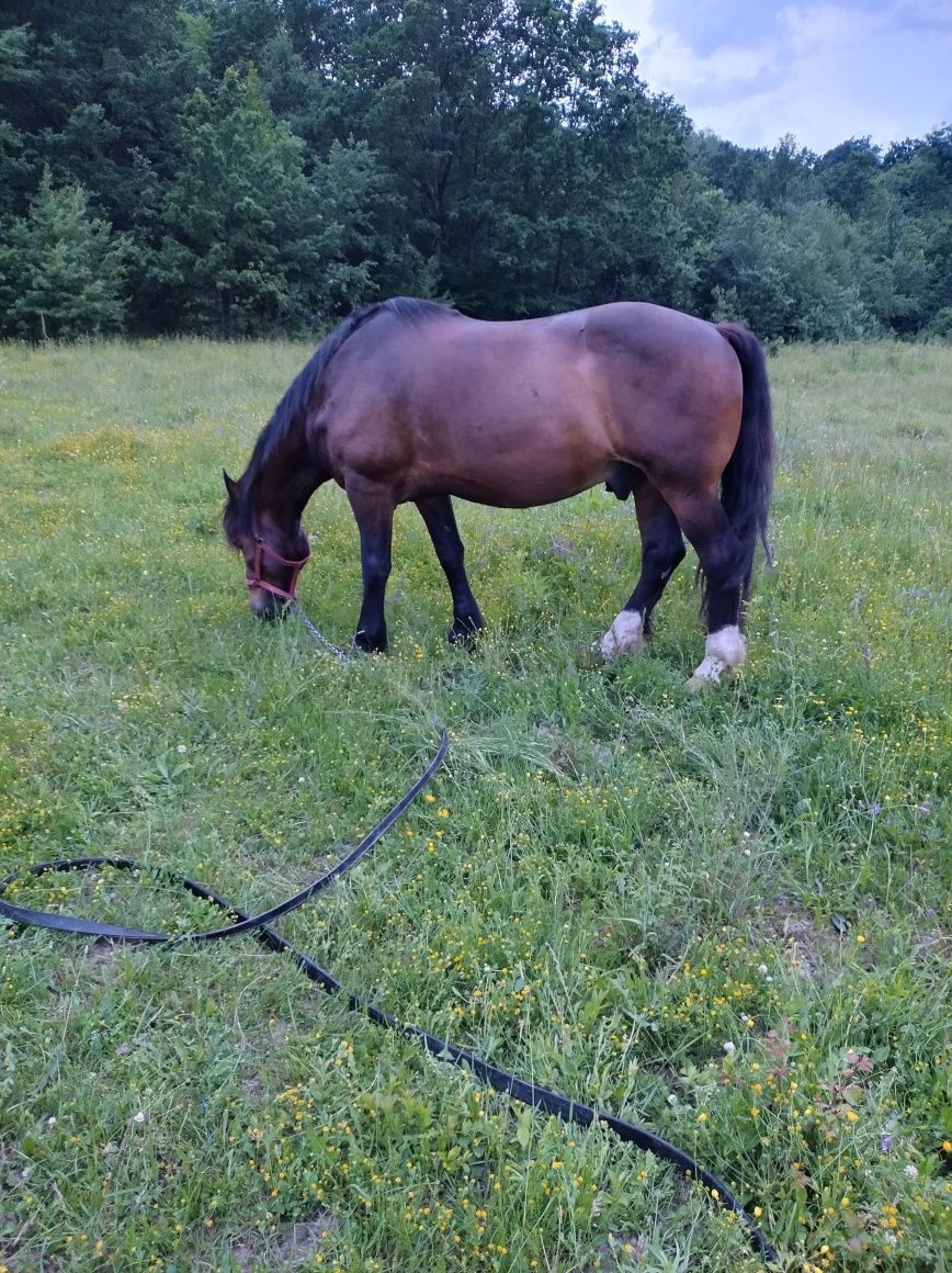 Vând cal semigreu romanesc