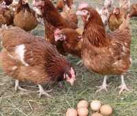 Vând găini ouătoare