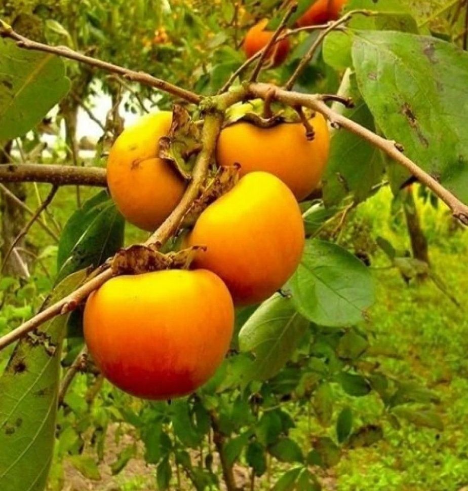 Kaki (Rosseyanka )
